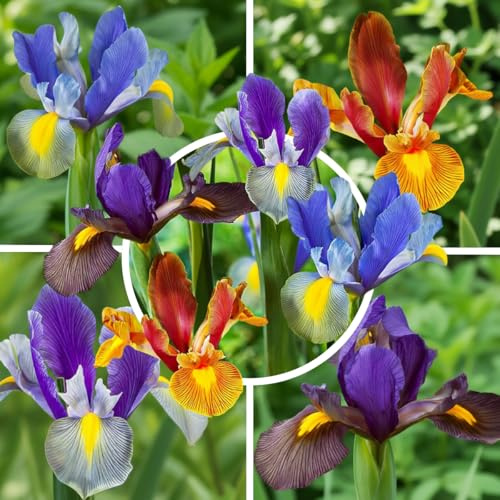 Schwertlilien Winterhart Mehrjährig - 50 Iris Zwiebeln, Tiger | Iris-Zwiebel aus Holland, Sorte Tiger, für Garten und Beet, Blüte Mai-Juni (kein Samen, nicht künstlich)