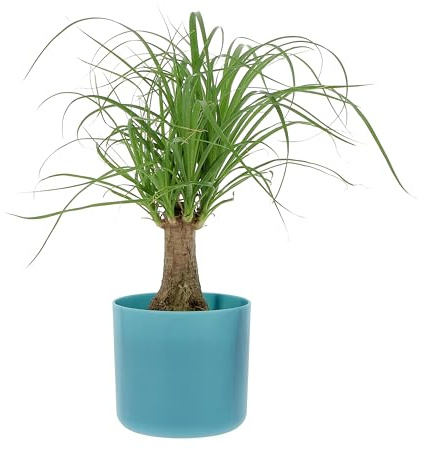 KENTIS - Beaucarnea Nolina Recurvata - Piante da Interni Vere - H 30-40 cm Vaso Ø 14 cm - Mangiafumo