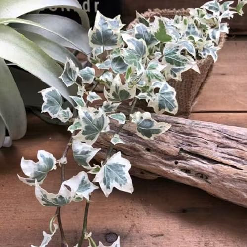 Pothos - semi piante da interno pothos pianta da appartamento piante resistenti in vaso semi di erbe aromatiche rampicanti resistenti bonsai di edera appartamento perenni e perenni 50pcs