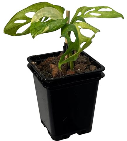 Monstera adansonii aurea variegata – pianta da interno rara variegata | pianta rampicante per tutore in muschio e supporto | pianta da collezione esclusiva per ambienti interni
