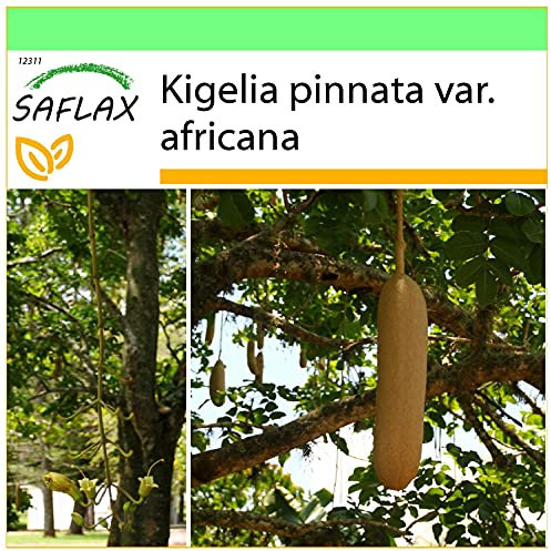 SAFLAX - Garden to Go - Leberwurstbaum - 10 Samen - Mit Tontopf, Untersetzer, Anzuchtsubstrat und Dünger - Kigelia pinnata