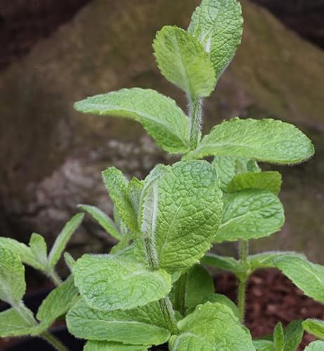 Apfelminze - Mentha suaveolens - lebende Gartenpflanze aus den Baumschulen