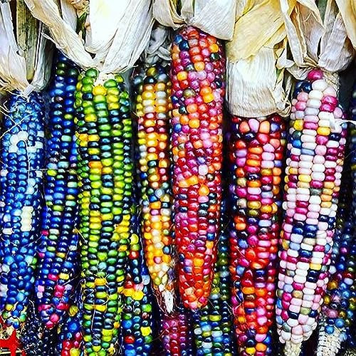 40 Pz / 1 Confezione Semi di Mais Arcobaleno Delizioso Giardino Cortile Grano Grossolano Piantare per Piantare Giardino