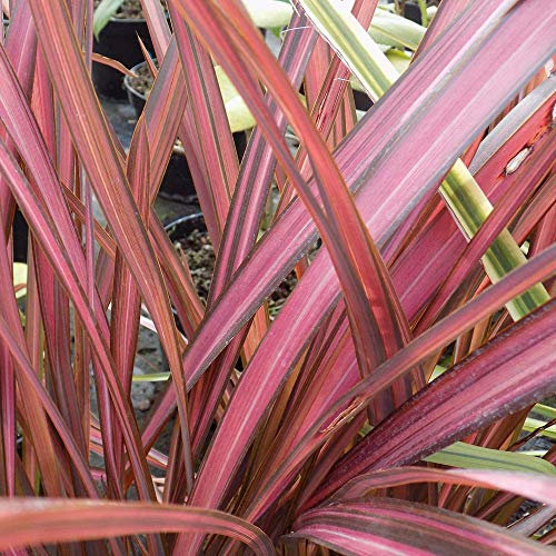 Phormium tenax 'Evening Glow' Evergreen Compact Hardy Garden Shrub | 9cm Pot