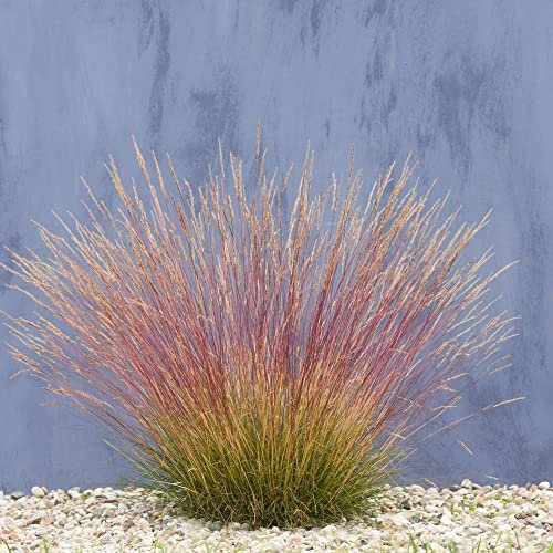 Hardy Perennial Festuca Sunrise Textural Evergreen Reliable Late Summer Bloomer Easy to Grow 1 x 9cm Potted Plants by Thompson and Morgan