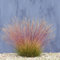 Hardy Perennial Festuca Sunrise Textural Evergreen Reliable Late Summer Bloomer Easy to Grow 1 x 9cm Potted Plants by Thompson and Morgan