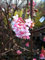 Winterschneeball Viburnum bodnantense Dawn 60-80 cm im 5 Liter Pflanzcontainer