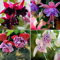 kiskick Fuchsia Hybrida Samen, 200 Stück/Beutel Natürlich Voller Vitalität Warm Bevorzugen Produktive Fuchsia Hybrida Samen für Bonsai Fuchsia Hybrida Samen