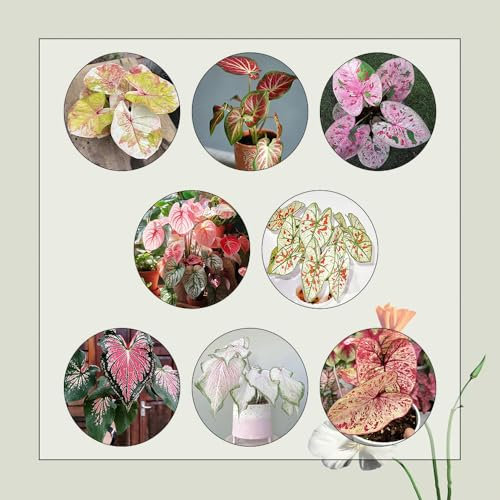 500 Pcs Caladium Pflanze Samen, Alocasia Samen, Winterharte Kübelpflanzen, Exotische Pflanzen Winterhart (Caladium Bicolor) Deko Wohnzimmer, Zimmerpflanzen Samen Pflanzen Züchten