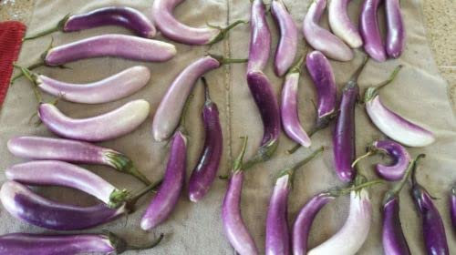 25 MELANZANA SPOSA Blanc&Viola Frutta/Légumes Solanum Melongena Graines