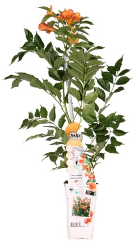 Kletterpflanze Trompetenblume mit Winterharter Gartenpflanze, Orange Blühende Campsis Rankpflanze, Kletterpflanze für Garten Pergola Hauswand Terrasse, Orange, Ø15cm 65cm