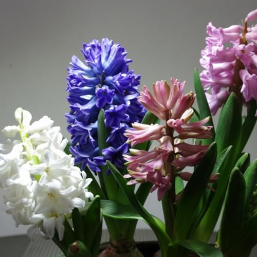 Giacinto bulbi,bulbi fiore resistenti al freddo,alla siccità,piante erbacee perenni,bulbi giacinto vaso,decorazione del giardino,giacinto d acqua pianta,abbellire l'ambiente.-2bulbi-A