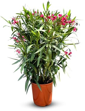 Sunny Tree - Pflanze - Oleander - Nerium Oleander - Farbe Rot - Höhe 140-160 cm - Für draußen - Immergrün im Winter - Mediterrane Pflanze