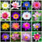 40 Stück Gemischte Lotusblume Samen, Nicht-GVO Lotus-Samen für die Bepflanzung, hohe Keimung Rate Seerose Samen für die Bepflanzung Haus, Garten, Innen, Außen