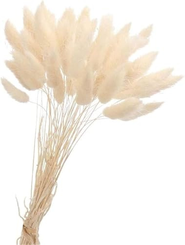 Natürliche Trockenblumen Pampasgras Deko 50PCS Elegantes Pampasgras Klein Trockenblumenstrauß Pampas Gras Getrocknete Blumen Hasenschwanzgras für Vase Büro Wohnzimmer Hochzeit Tischdeko (Weiß)