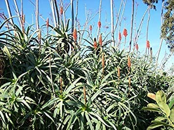 10 Aloe Arborescens Semi (Aloe Arborescens) Semi:Seeds