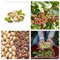 Semi pianta del Pistacchio Premium, Ricchi di Vitamine, Non OGM pistachio plant seeds