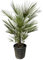 Trendyplants - Chamaerops Humilis Strauch - Höhe 160-180 cm - Europäische Zwergpalme - Winterhart - Gartenpflanze - Topfgröße Ø24cm