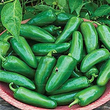 Russian Giant Peppers Bonsai S, Chili Bonsai for Home Garden DIY Pot Brown (Seeds Only) Pack of 200 : Seeds Only