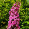 Budleia David Pink Delight 2L Pflanze für Anfänger und professionelle Gärtner - Ideal für Kleingarten, Garten - Schöne Pflanze mit ungewöhnlichen Blüten - Genießen Sie jeden Tag ihre Farben