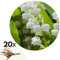 Plant in a Box - Convallaria Majalis 'Maiglöckchen' - Rhizom/Blumenzwiebel - 20er-Set