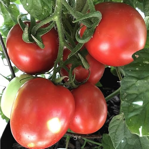 Tomato Seeds Rio Grande - Heirloom Determinate Plum Tomato Plant Seed