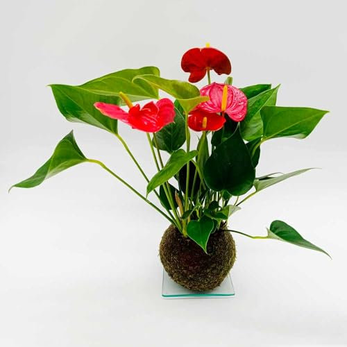 Kokedama Anturio | Kokedama Interior | Bola de Musgo | Planta Natural | Planta Interior | Decoración | Planta estilo Japonés