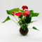 Kokedama Anturio | Kokedama Interior | Bola de Musgo | Planta Natural | Planta Interior | Decoración | Planta estilo Japonés