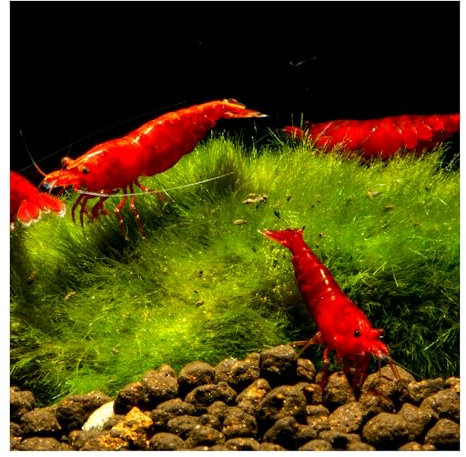 AQ4Aquaristik 10 x Bloody Mary Sakura Zwerggarnele - Neocaridina davidi - Super rote Garnele - Deutsche Zucht