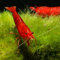 AQ4Aquaristik 10 x Bloody Mary Sakura Zwerggarnele - Neocaridina davidi - Super rote Garnele - Deutsche Zucht