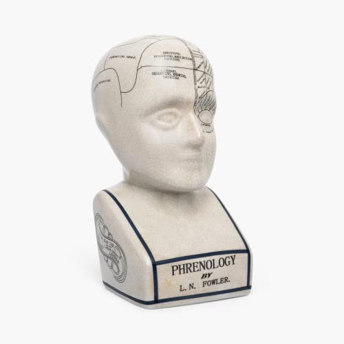 ACL Frenología Cabeza – Adorno de cerámica Coleccionable Retro Busto – Acabado esmaltado – Escritorio médico – LN Fowler – Estatua de adivinación – Sentidos cerebrales 28 cm – Blanco