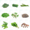 60 pcs moringa baum pflanze kaufen samen - gemüsesamen alte sorten zimmerpflanzen wenig lichtbedarf,Moringa oleifera, gemüsesaat pflanzenkübel büropflanzen indoor kräutergarten gewächshaus