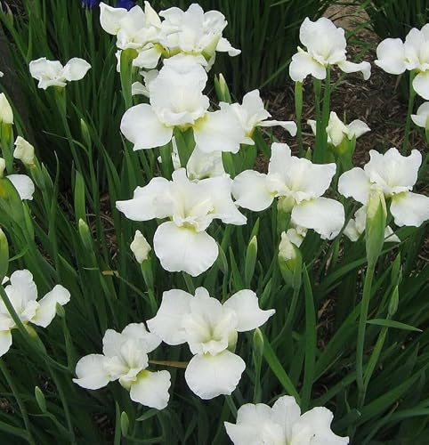Sibirische Wieseniris Alba - Iris sibirica - lebende Gartenpflanze aus den Baumschulen