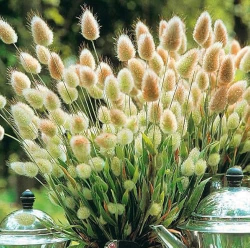 1 Pack of 600 SEEEDS Ornamental Grass - Bunny S Tails - Lagurus Ovatus