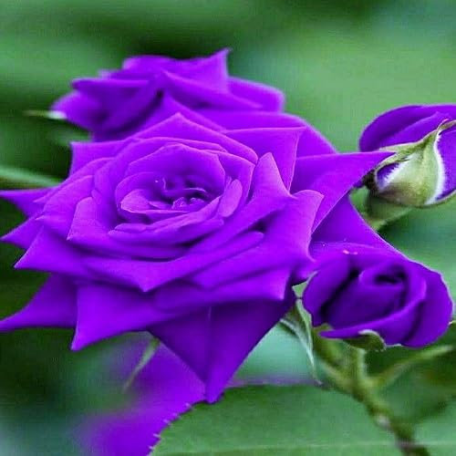 Rosenblütensamen zum Pflanzen von Veilchen