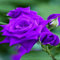 Rosenblütensamen zum Pflanzen von Veilchen