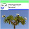 SAFLAX - Palmier de Madagascar - 10 graines - Pachypodium lamerei