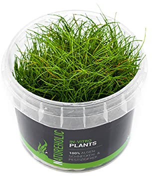 Mini Nadelsimse/Eleocharis parvula Mini - NatureHolic In-Vitro Aquarium Pflanze