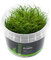Mini Nadelsimse/Eleocharis parvula Mini - NatureHolic In-Vitro Aquarium Pflanze