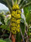 Portal Cool 20 semillas X Ãrbol de plátano. Musa Yunnanensis Semillas de Yunnan plátano