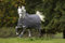 Horseware Amigo Bravo 12 Turnout 250g - Excal