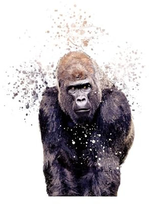 SmartGiftShop Asian Wildlife Animals Case Splatter Art CLEAR Phone Cover Case Exclusive Artwork for iPhone 11 Pro - Gorilla