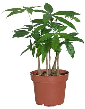 Glückskastanie mit mehreren Stämmen | Pachira aquatica Pflanze im 17cm Topf | Zimmerpflanze ungiftig & pflegeleicht | Glücksbaum frisch aus der Gärtnerei | ca. 50–60 cm hoch | Green Me Up