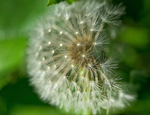hansepuzzle 27266 - Pusteblume Puzzle 1000 Teile - Natur-Puzzle mit hochwertiger Aufbewahrung: Kartonbox und wiederverschließbarem Beutel - Format 60 × 46 cm