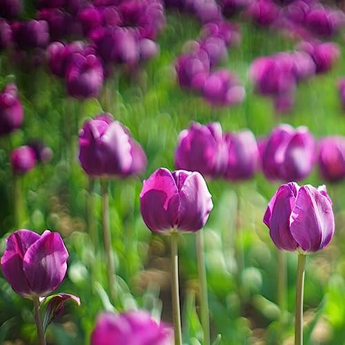 15 Pcs Tulpenzwiebeln Winterhart Mehrjährig, Wildtulpen Zwiebeln, Balkonpflanzen Deko Blumen, Tulipa Gesneriana, Hydrokultur Pflanzen Zimmerpflanze, Winterharte Pflanzen Für Balkon