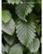 Hainbuche Carpinus betulus 100-125 cm. 180 Pflanzen. Hainbuche Hecke = winterhart