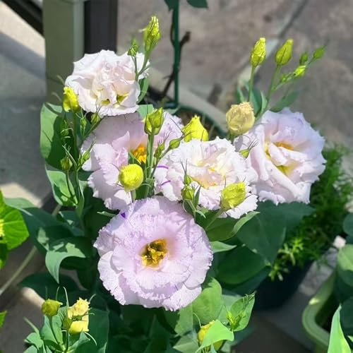 Inklusive Dünger – 515 Bunte Eustoma Samen Winterhart, Eustoma Dornenlose Rose Samen, Lisianthus Samen für Innen- & Außenanbau, Perfekt für Sträuße, Dekoration & Garten (Asche)