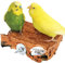 Vogelgaleria® Korksitzbrett 10x10 cm mit Edelstahl Halterung für den Vogelkäfig | Sitzbrett für Wellensittich, Nymphensittich und Papagei zum Schreddern