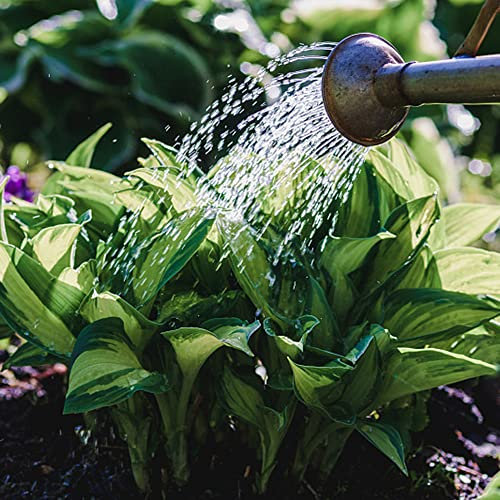 Hosta Pflanze Samen Winterhart Bodendecker MehrjäHrig Funkien Pflanze Exotische Hochbeet Samen Weiß Balkon Blumen Balkonpflanzen Funkien Kaufen Blumensamen Gartendeko FüR DraußEn 50 Hostas Saatgut