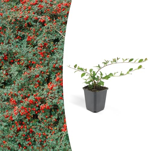 Cotoneaster dammeri 'Major' | 6 Stücke - 10-25cm - Ø9cm - Gartenpflanze